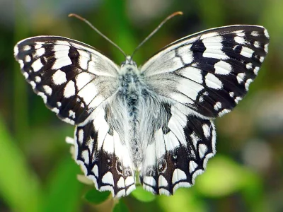 Melanargia (Melanargia) larissa