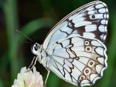 Melanargia (Melanargia) larissa