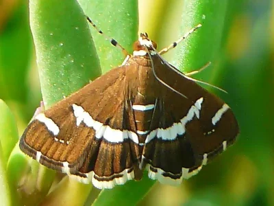 Spoladea recurvalis