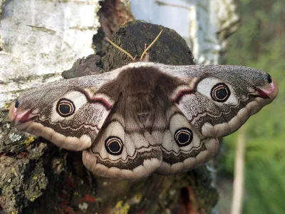 Saturnia (Eudia) pavonia