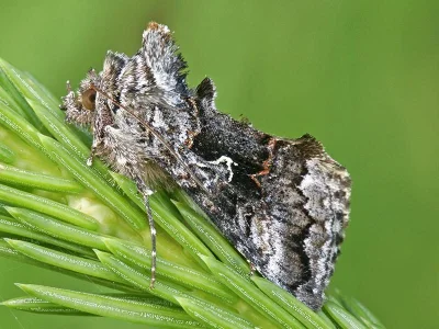 Syngrapha (Syngrapha) interrogationis