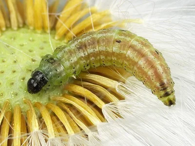 Platyptilia gonodactyla