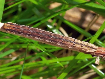 Aplocera praeformata