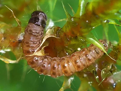 Catoptria petrificella