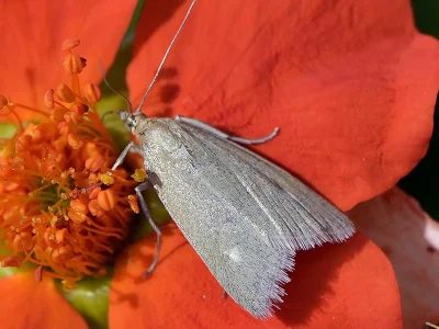 Udea uliginosalis