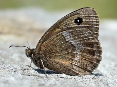 Satyrus ferula