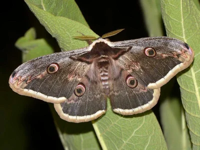 Saturnia (Saturnia) pyri