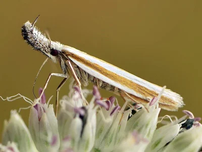 Pleurota (Pleurota) aristella