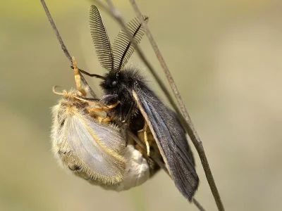 Penthophera morio