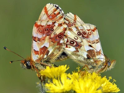 Boloria (Boloria) graeca