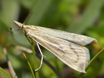 Catoptria biformellus