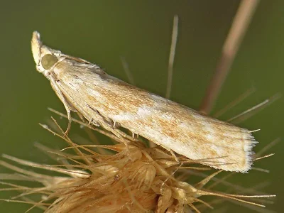Bradyrrhoa gilveolella