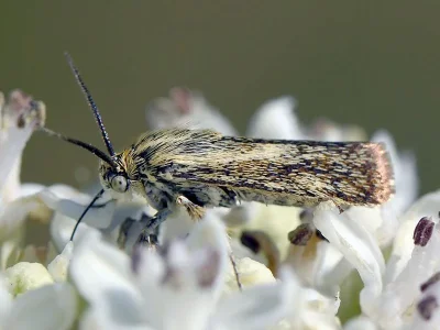 Brachodes pumila