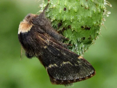 Poecilocampa populi