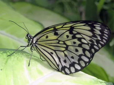 Idea leuconoe