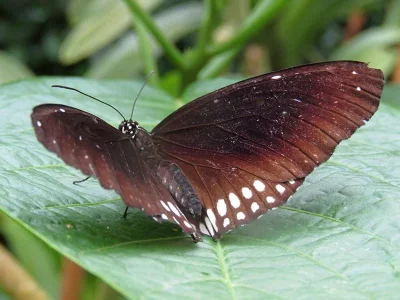 Euploea modesta