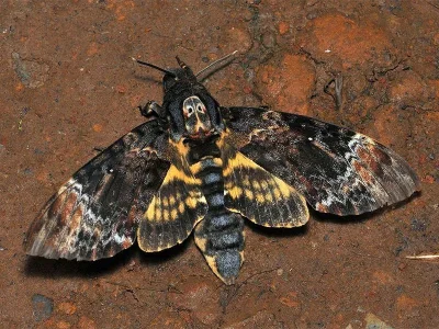Acherontia lachesis