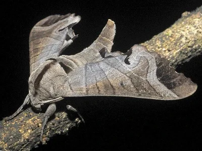 Marumba indicus