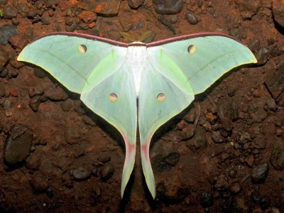Actias selene