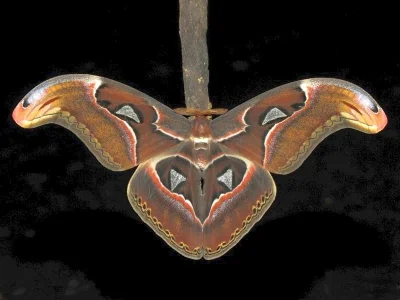 Attacus atlas