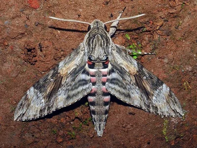Agrius convolvuli