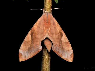 Clanis phalaris