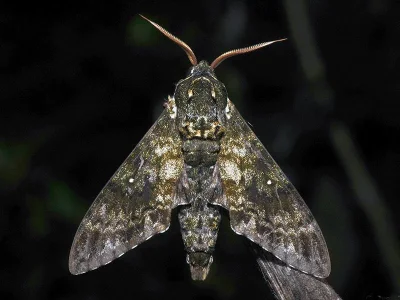 Dolbina inexacta