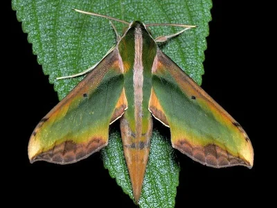Pergesa acteus