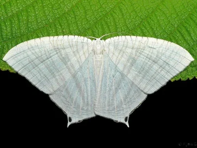 Pseudomicronia advocataria