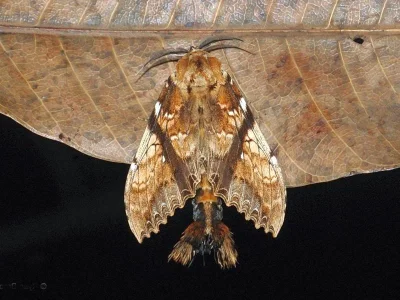 Dudusa synopla
