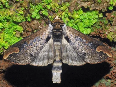 Phalera grotei