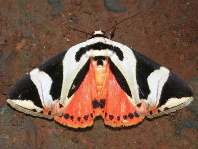 Attatha regalis