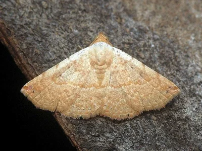 Autoba silicula