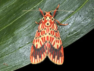 Barsine gratiosa