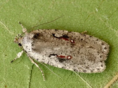 Agonopterix ocellana