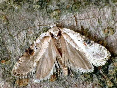 Agonopterix alstromeriana