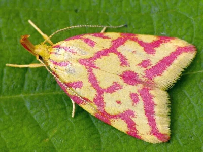 Hypercallia citrinalis