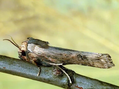 Xylena (Xylena) exsoleta