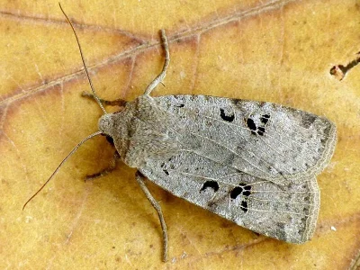 Conistra (Conistra) rubiginosa