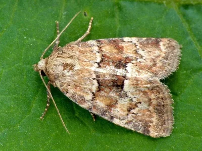 Photedes minima