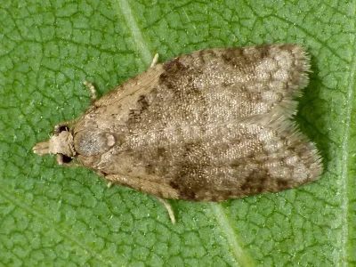 Capua vulgana