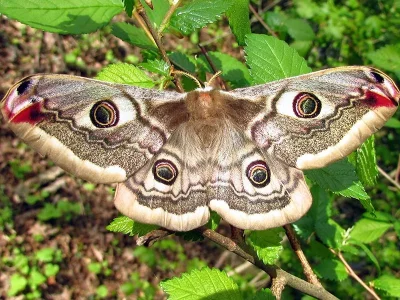 Saturnia (Eudia) pavoniella