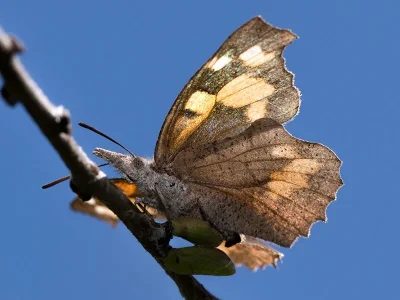 Libythea celtis