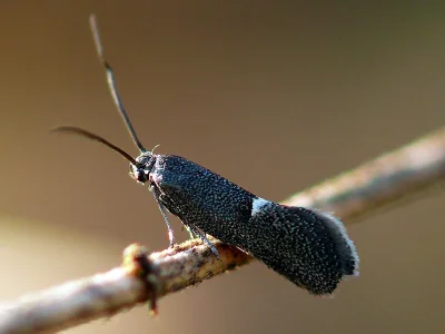 Tinagma balteolella