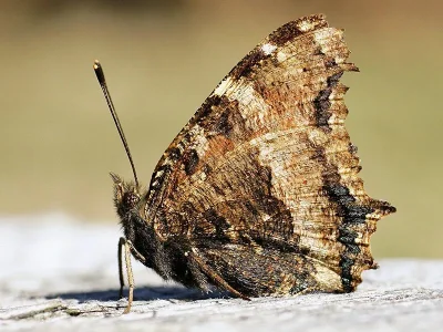 Nymphalis (Nymphalis) xanthomelas