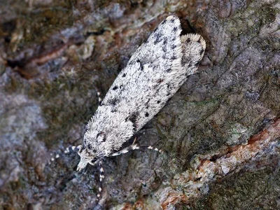 Diurnea fagella