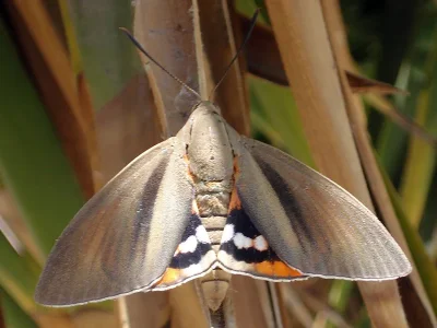 Paysandisia archon