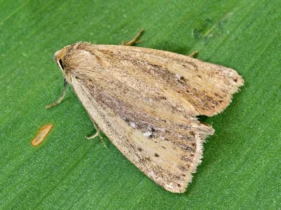Archanara neurica