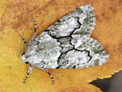 Cryphia (Cryphia) simulatricula