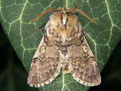 Achlya flavicornis